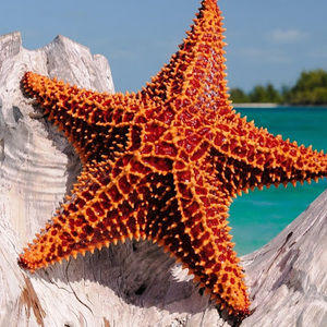 Meet your Posher, Brad lee